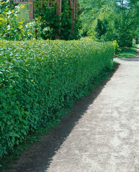 Physocarpus opulifolius, Blasenspiere, 60–100 cm
