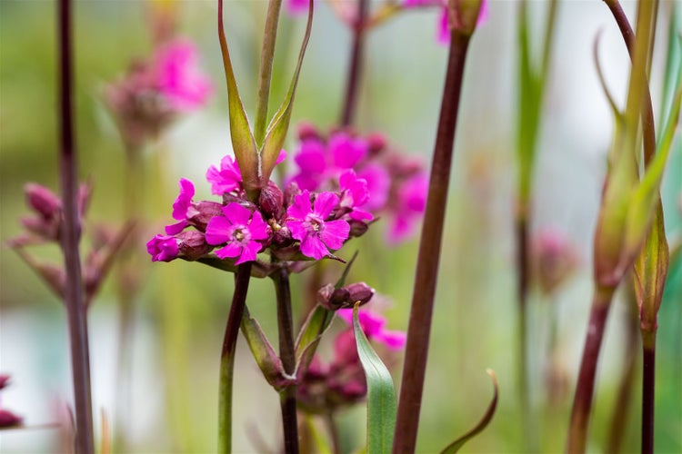 Lychnis viscaria 'Feuer', Pechnelke, leuchtend rot, ca. 9x9 cm Topf