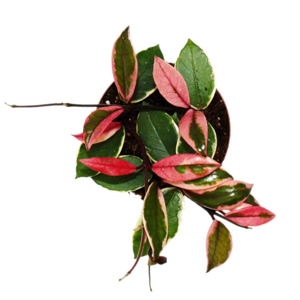 Hoya carnosa Flamingo Dream rankende Zimmerpflanze mit rosa Neutrieb Porzellanblume Wachsblume 12cm Topf
