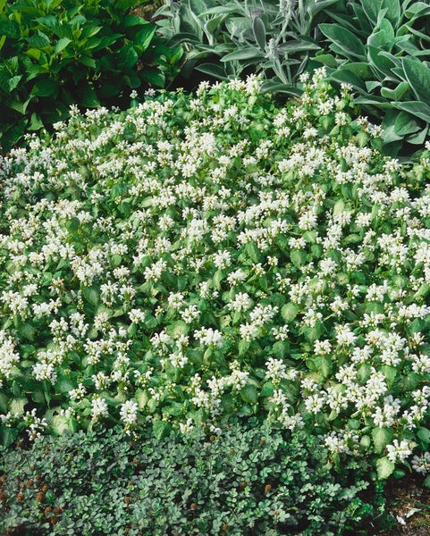 Lamium maculatum 'Album', Silberblatt-Taubnessel, weiß, ca. 9x9 cm Topf