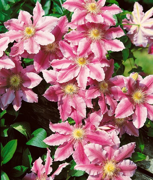 Clematis 'Girenas', Waldrebe, violett, 80–100 cm