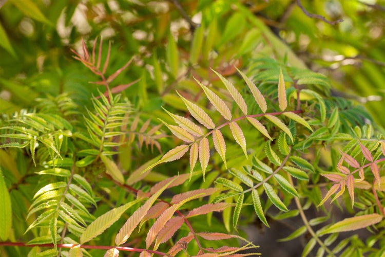 Sorbaria sorbifolia 'Sem', Fiederspiere, buntes Laub, 40–60 cm