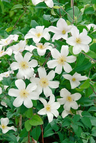 Clematis viticella 'Huldine', Waldrebe, weiß, 100–150 cm