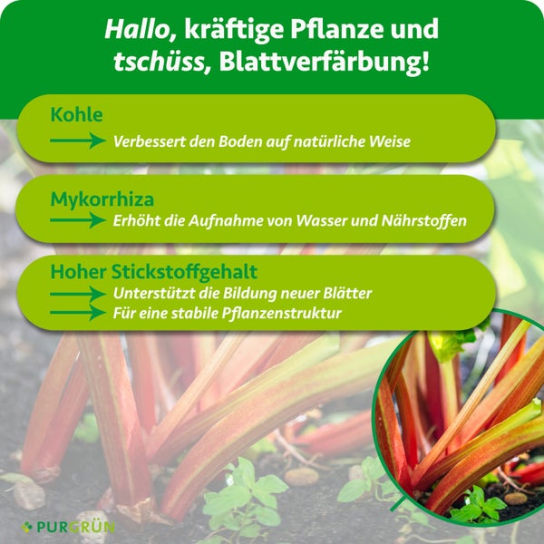 Purgrün Bio Rhabarber Dünger mit Kohle und Mykorrhiza, 1 Kilogramm Packung für bis zu 6 Pflanzen, hergestellt in Deutschland.