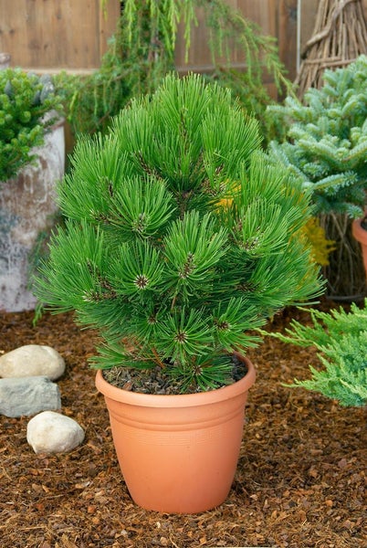 Pinus heldreichii 'Little Dracula', Bosnische Kiefer, 20–25 cm