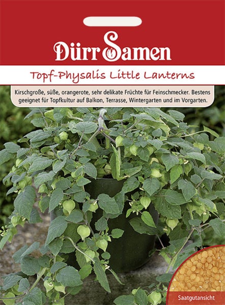 Dürr Samen Logo, Samentüte Topf-Physalis Little Lanterns mit Abbildung der Pflanze im Topf und Detailansicht der Samen.
