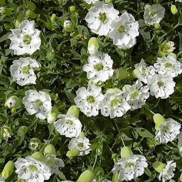 Blütenmeer mit gefülltem Grasnelken-Blüten