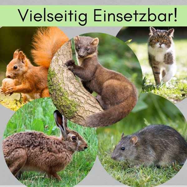 Vielseitig einsetzbar: Bild mit Eichhörnchen, Marder, Katze, Hase und Ratte.