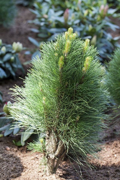 Pinus nigra 'Green Tower', Schwarz-Kiefer, 50–60 cm