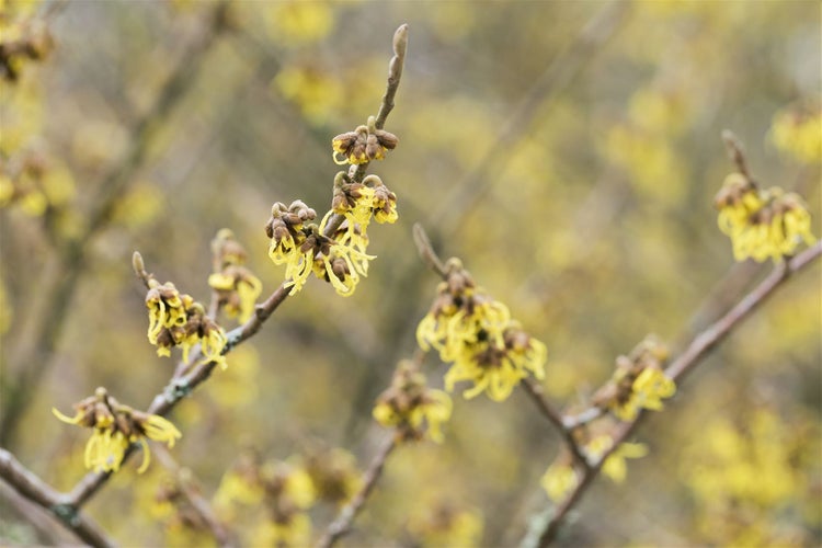 Hamamelis intermedia 'Arnold Promise', Zaubernuss, gelb, 60–80 cm