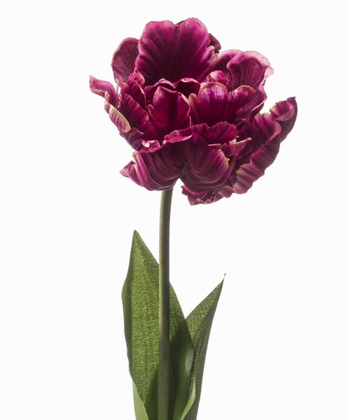 Weiße Phalaenopsis-Orchidee mit Blüten und grünen Knospen an einem Holzstab.
