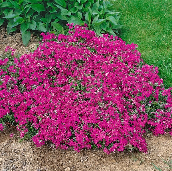 Phlox subulata 'Temiskaming', Teppichphlox, rosa, ca. 9x9 cm Topf