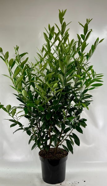 30 x Prunus laurocerasus Caucasica, Höhe: 120-140 cm, Kirschlorbeer, 30 Heckenpflanzen für ca. 12 m Hecke