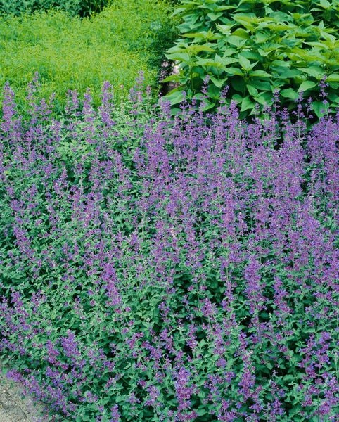 Nepeta x faassenii 'Dropmore', Katzenminze, blau, ca. 9x9 cm Topf