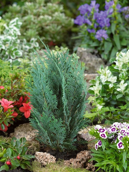 Chamaecyparis lawsoniana 'Columnaris', Blaue Säulenzypresse, 40–60 cm