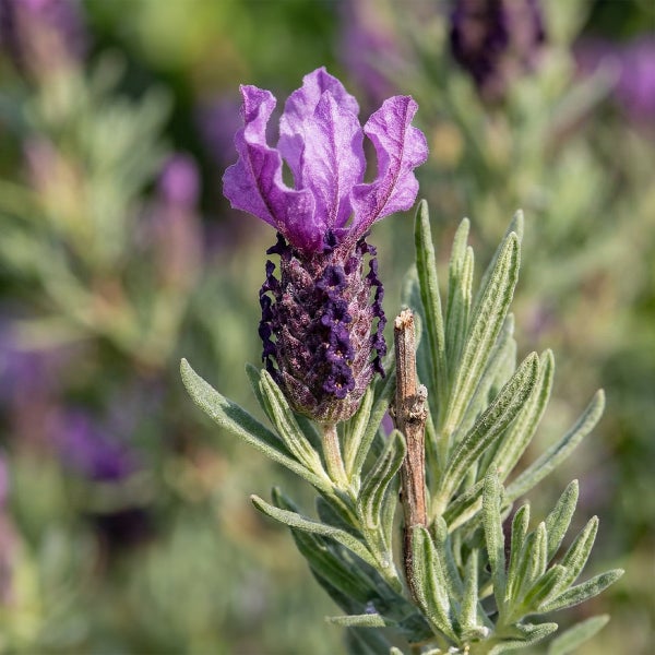 Schopflavendel Lavandula stoechas mit violetten Blütenköpfen und schmalen graugrünen Blättern.