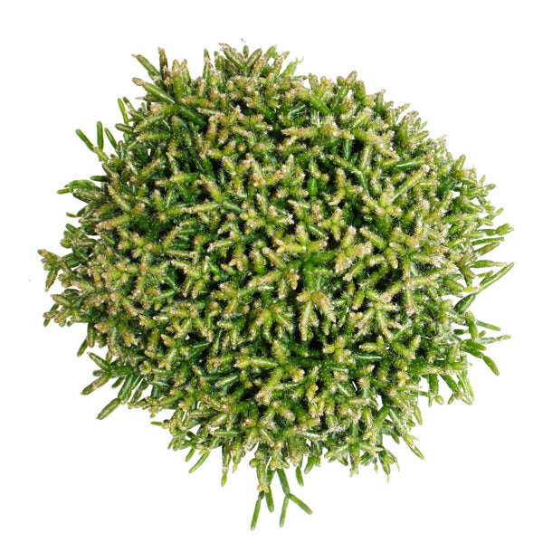 Rhipsalis burchelli - Korallenkaktus - im 12cm Topf - sukkulente Zimmerpflanze