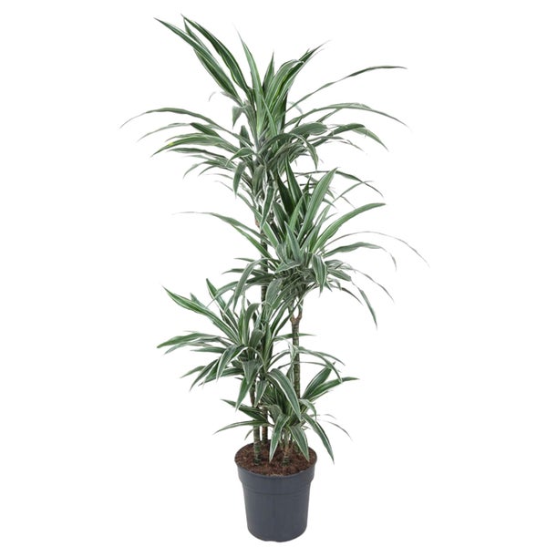 Drachenbaum Warneckei – 145 cm – ø30
