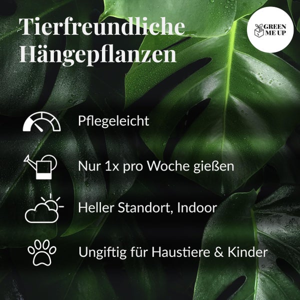 Grünlilie, Nestfarn & Zwergpfeffer – Hängende Zimmerpflanzen Katzenliebe - Tierfreundliches Set - Höhe 15-30 cm - Töpfe 10,5-12 cm - mit Seegraskörben