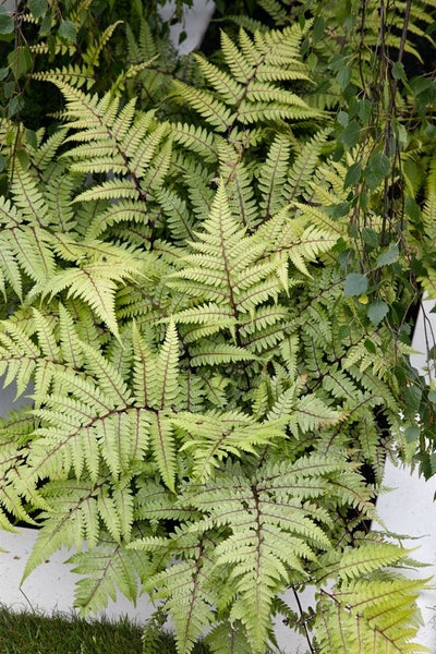 Dryopteris erythrosora, Herbstfarn, bronzefarben, ca. 9x9 cm Topf