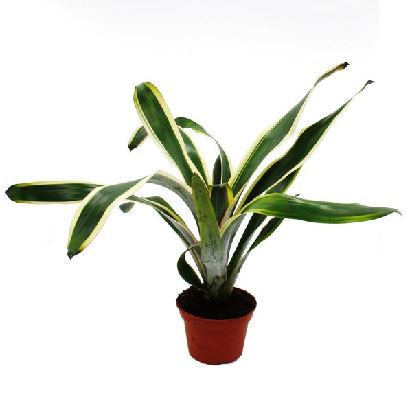 Ausgefallene XL-Bromelien Nature's Touch - Aechmea felice - Exotische Blattschönheit - 15cm Topf