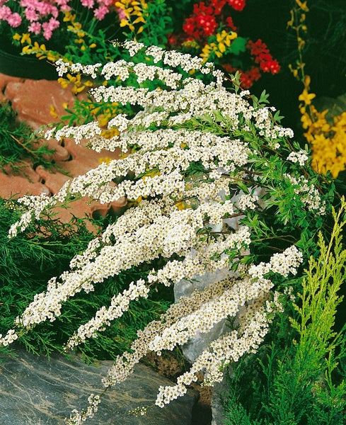 Blühende Spiere im Garten