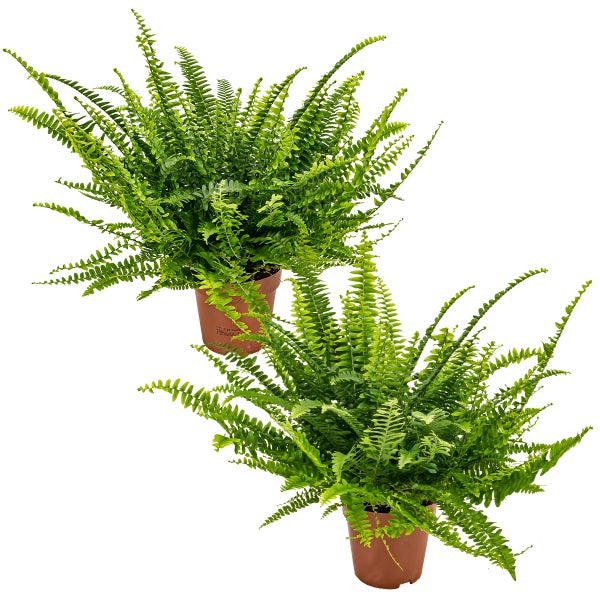 Lockiger Farn | Nephrolepis pro 2 Stück – Luftreinigende Zimmerpflanze im Anzuchttopf ⌀12 cm – ↕30 cm