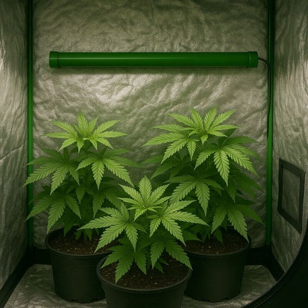 Pflanzen in einem Growzelt mit Beleuchtung