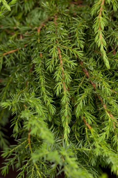 Juniperus communis 'Green Carpet', Wacholder, 30–40 cm