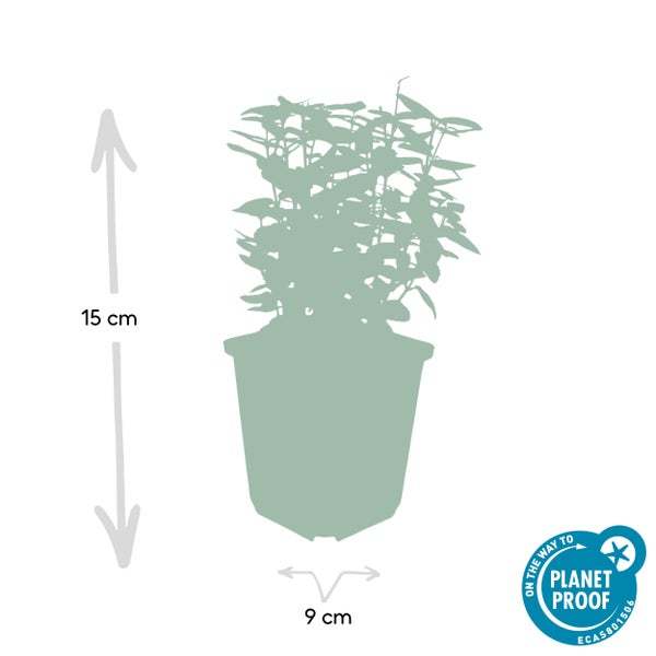 Bodendecker - Kriechspindel - Euonymus fortunei 'Emerald Gold' - 9cm Topf - Set mit 6 Pflanzen