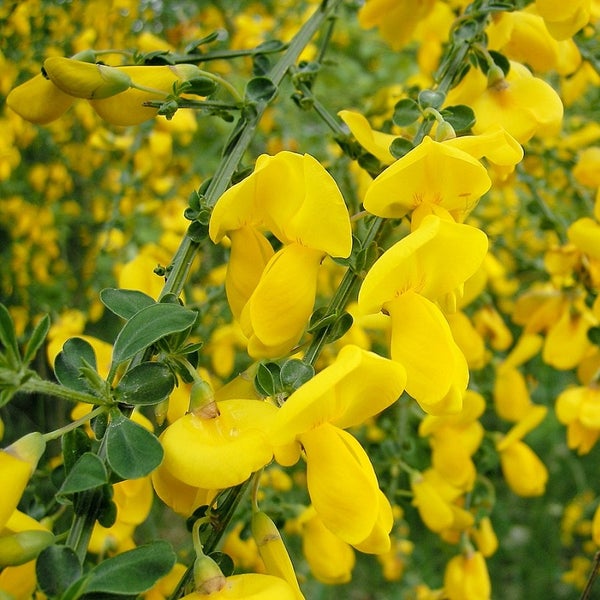 Ginster mit gelben Blüten.