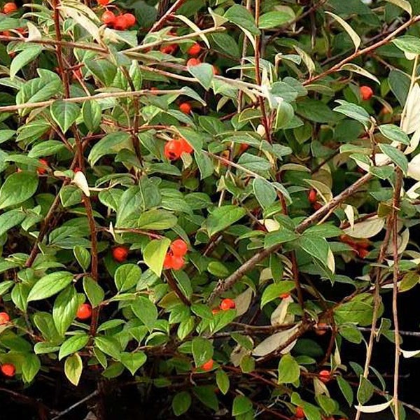 Zierquitte mit grünen Blättern und roten Früchten