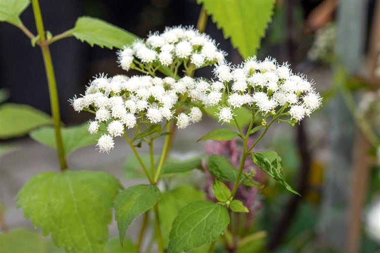Eupatorium fistulosum 'Baby Joe', Wasserdost, rosa, ca. 11x11 cm Topf