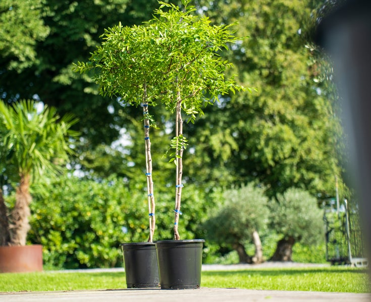 Zwei Hochstämme mit grünen Blättern in schwarzen Kunststofftöpfen auf einer hellen Terrasse im Garten.