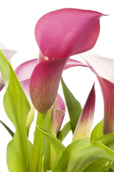 Zantedeschia aethiopica, Calla, weiß, ca. 9x9 cm Topf