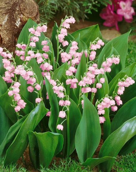 Convallaria majalis 'Rosea', Maiglöckchen, rosa, ca. 9x9 cm Topf