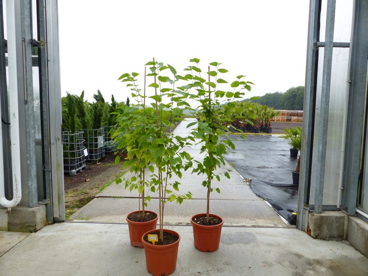 Morus-Nigra 170 - 180 cm Schwarze Maulbeere, Maulbeergewächse, Winterhart