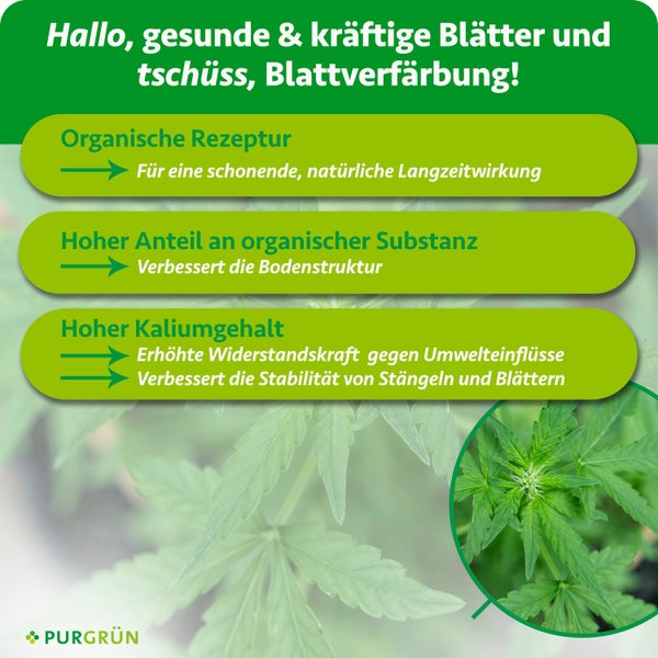 Infografik mit Purgrün Logo zu Düngervorteilen: organische Rezeptur, Bodenverbesserung und hoher Kaliumgehalt für gesunde Blätter und Stabilität.