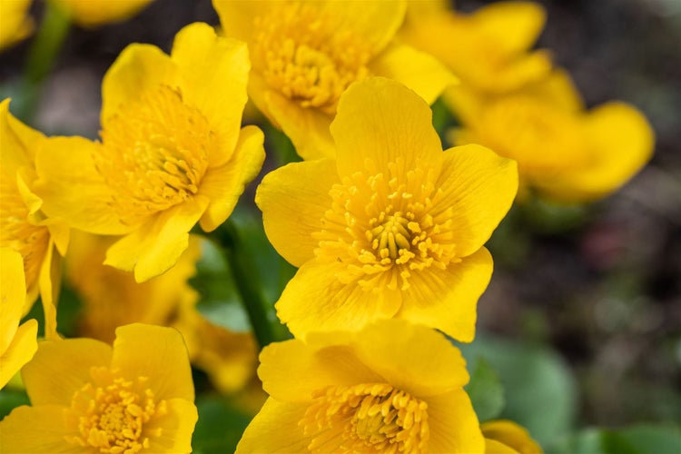 Sumpfdotterblumen im Detail