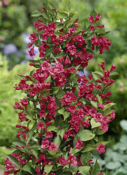 Weigela 'Bristol Ruby', Weigelie, rubinrot, 60 cm Stammhöhe