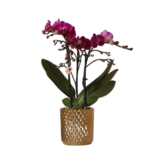 Kolibri Orchids lila Phalaenopsis-Orchidee Morelia + Diamant-Dekotopf gold Topfgröße 9cm 40cm hoch blühende Zimmerpflanze frisch vom Züchter