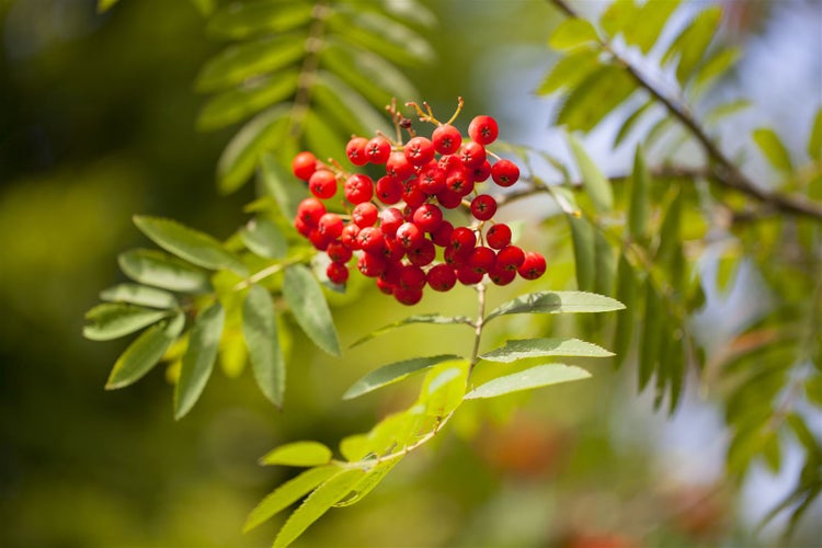 Sorbus aucuparia, Vogelbeere, 60–100 cm, robust und winterhart