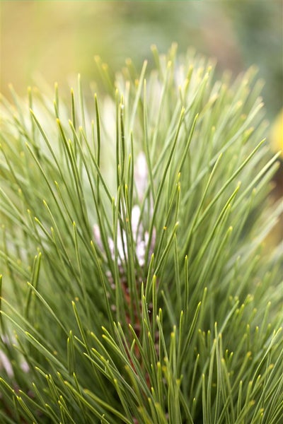 Pinus nigra 'Green Tower', Schwarz-Kiefer, 50–60 cm