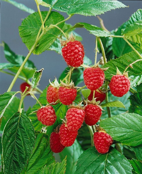 Rubus idaeus 'Heritage', Himbeere, rot, 40–60 cm