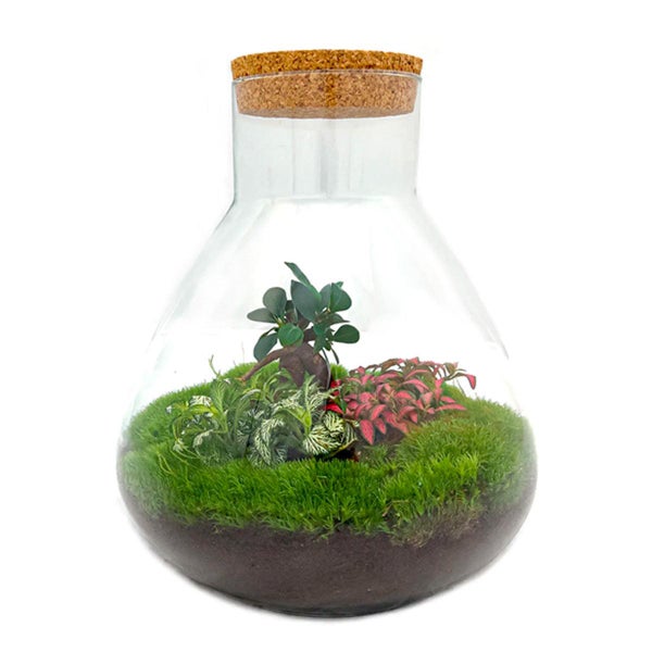 Flaschengarten Sam XL - mit Bonsai - DIY-Pflanzenterrarium - 35cm hoch