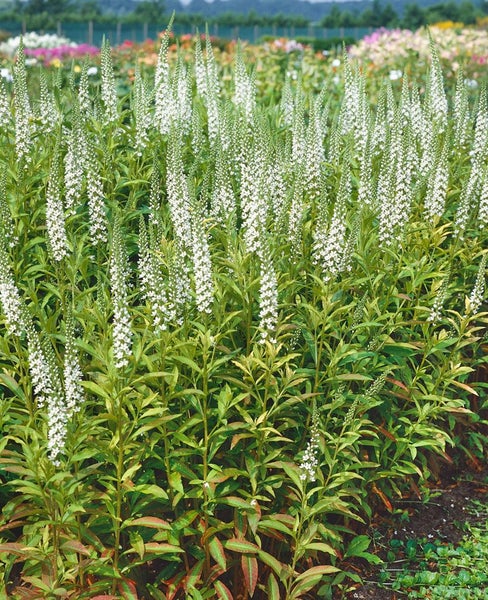 Lysimachia fortunei, Goldfelberich, ca. 9x9 cm Topf