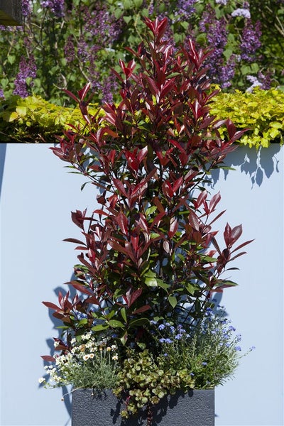 Photinia fraseri 'Red Robin', Glanzmispel, rot, 80–100 cm