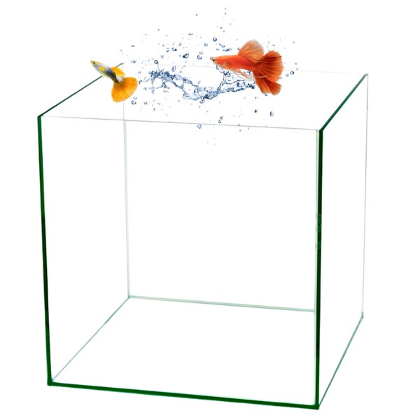 Würfel Aquarium 35x35x35 Becken Glasbecken 35 Glasaquarium Garnelen Aquarium Nano Aquarium Aufzuchtbecken