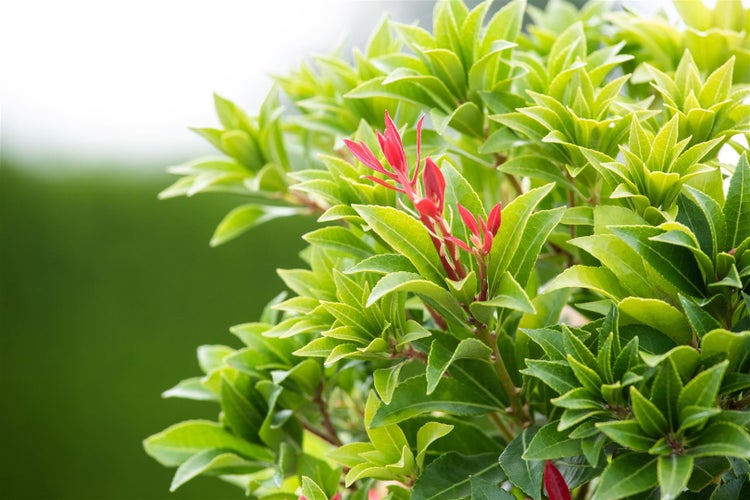 Pieris japonica 'Mountain Fire', Japanische Lavendelheide, 40–50 cm