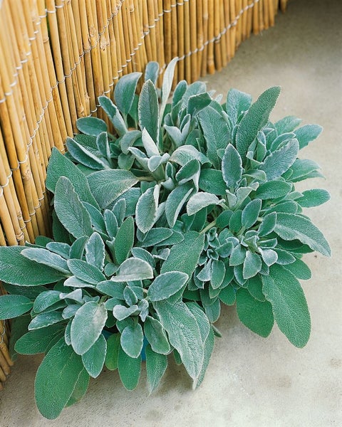 Stachys byzantina, Wollziest, silbrig, ca. 9x9 cm Topf